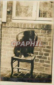 PHOTO CARD Aleron remeasured Dog