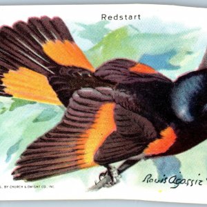 c1930s Redstart Bird Arm Hammer Baking Soda Trade Card 9th #1 Church Dwight C10