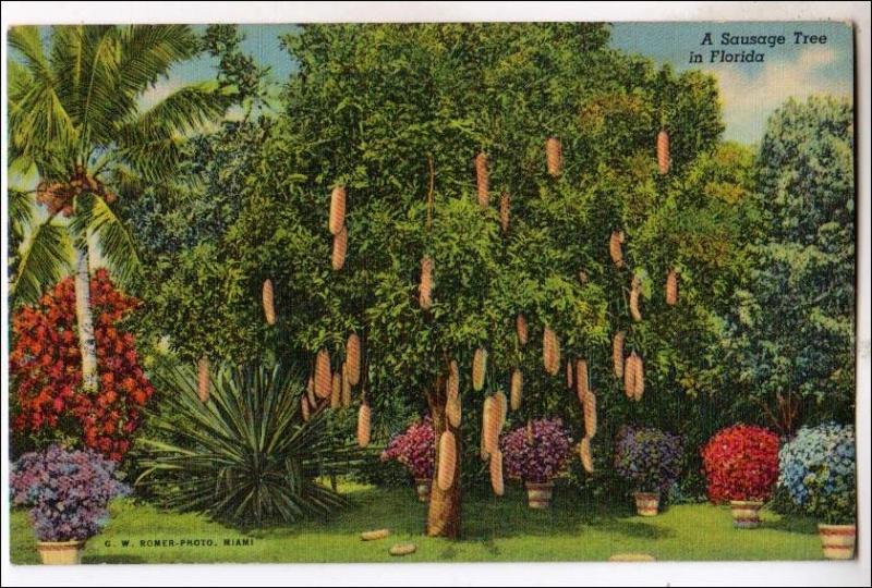 Sausage Tree, Florida