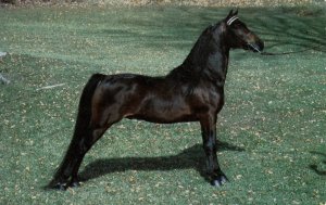 VT - Weybridge, UVM. Morgan Horse Farm, UVM Elite