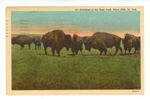 SD - Black Hills. Custer State Park, Buffaloes