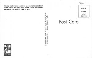 Young Male Lion Unused 