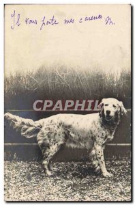 Old Postcard Dog Dogs