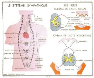 Stomach Body Map Digestive System Old School Wall Chart Postcard