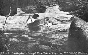 Calaveras Big Tree Grove California Knot Holes Antique Postcard K35451