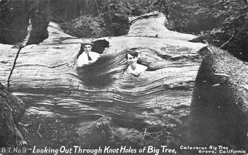 Calaveras Big Tree Grove California Knot Holes Antique Postcard K35451