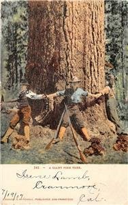 A GIANT PINE TREE Rifles 1907 Cranmore, CA Mitchell Vintage Postcard