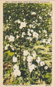 Cotton Stalk Loaded With Cotton In Dixieland