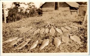 RPPC BLACK OAK LAKE, WI Wisconsin  CATCH of FISH At RESORT    c1920s    Postcard