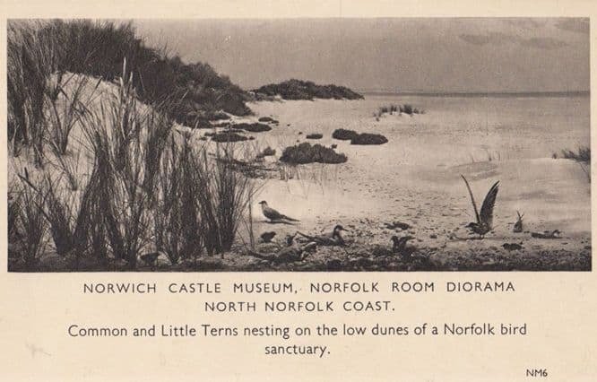 Little Terns Nesting At Norfolk Bird Sanctuary Antique Postcard