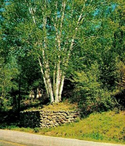 Petersborough New Hampshire NH White Birches Vtg 1955 Chrome Postcard