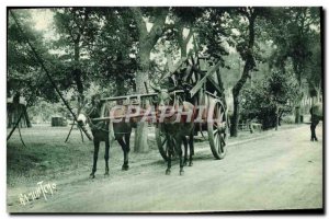 Old Postcard Donkey Mule Hitch Landes