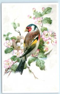 BEAUTIFUL BIRD Alfred Mainzer Belgium c1950s Postcard