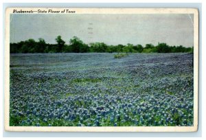 1943 Bluebonnets State Flower Austin Texas TX, WW2 Soldier Mail Postcard 