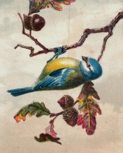 1879 Victorian Trade Card Beautiful Bird Tree Blossoms #4 Fab! #5R