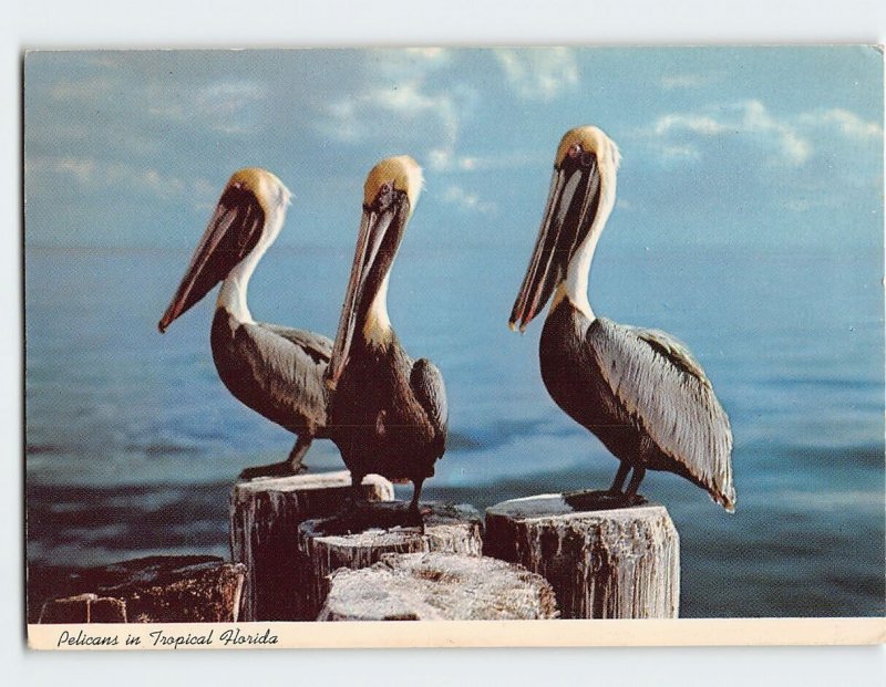 Postcard Pelicans in Tropical Florida USA