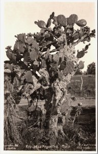 Argentina Republica Argentina Tuna Cactus Vintage RPPC C138