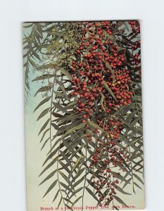 Postcard Branch of a California Pepper Tree, with Berries, California