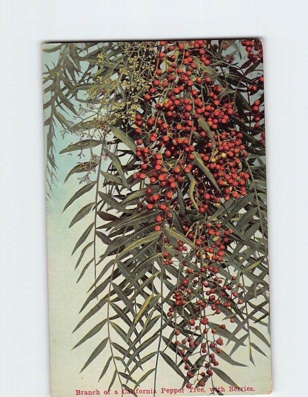 Postcard Branch of a California Pepper Tree, with Berries, California