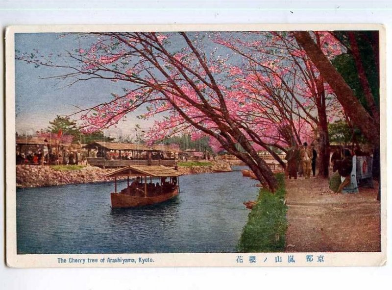 247000 JAPAN KYOTO Cherry tree of Arashi yama Vintage postcard