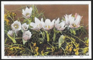 Anemone Flowers of South Dakota Unused c1920s