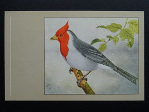 Bird Theme REDCRESTED CARDINAL c1950s Postcard by P. Sluis Series 3 No.36