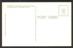 Steller Sea Lions,Oregon Coast