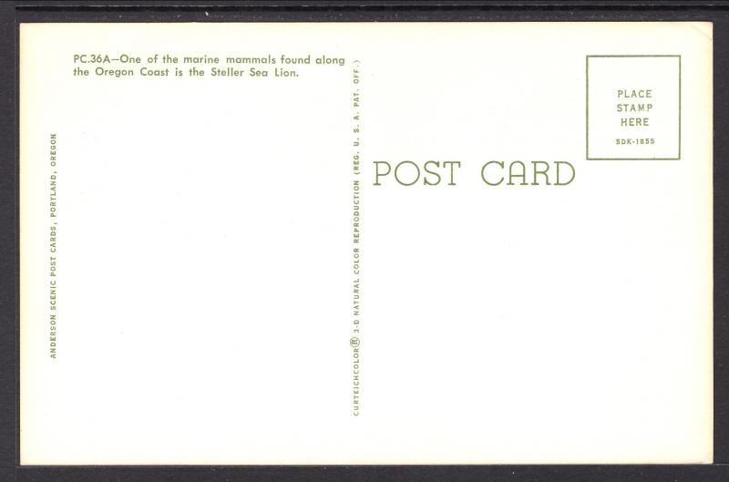 Steller Sea Lions,Oregon Coast