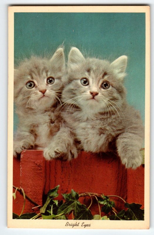 Bright Eyes Smoky Grey Kitten Cats Postcard Chrome Unposted Vintage Curt Teich