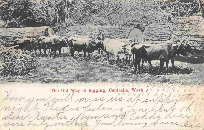 Oxen Team Old Way of Logging Lumber Centralia Washington 1909 postcard