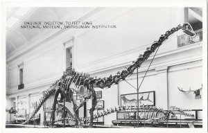 RPPC Dinosaur Skeleton 70 Ft Long National Museum Smithsonian Institution