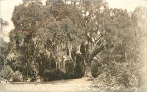 Billingrath Oak Gardens 1939 Mobile Alabama RPPC real photo postcard 6244