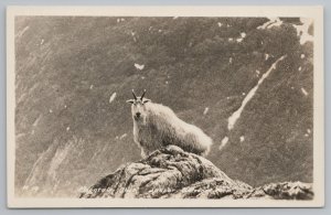 Real Photo Postcard~Mountain Goat On Mountain~RPPC 