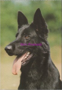 Animals Postcard - Pet Dogs, German Shepherd, Alsatian Dog RR20508