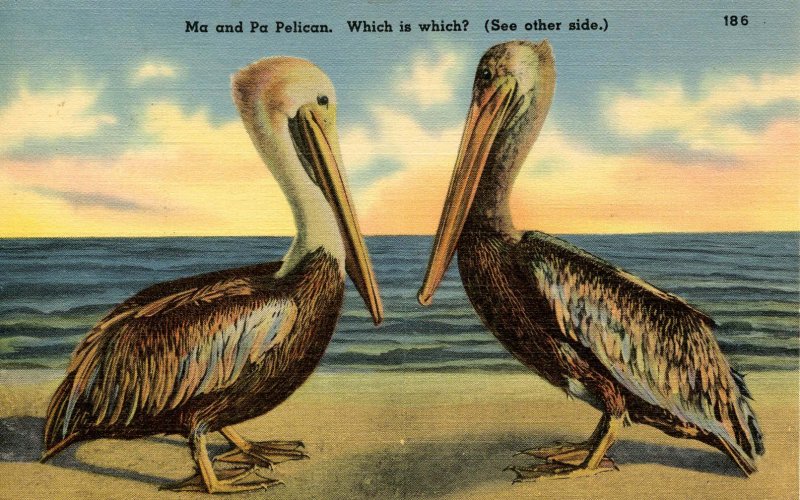 Ma and Pa Pelican