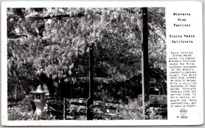 Sierra Madre CA-California, Wistaria Vine Festival Lavender Blossoms, Postcard