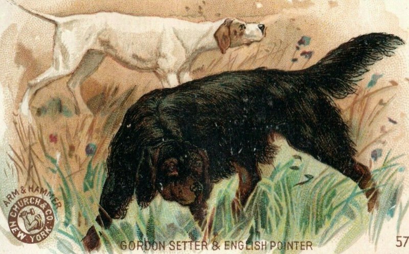 1870's-80's Arm & Hammer Gordon Setter & English Pointer  P151