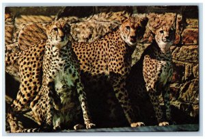 c1960 Cheetahs Dallas Zoo East Clarendon Drive Animal Dallas Texas TX Postcard