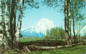 Vintage Postcard Mount Moran Framed By Aspens Jackson Hole Wyoming Sanburn Pub.