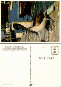 Brown Pelican (33111