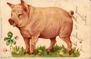 PC LITHO PIG COCHON PIGS (a37093)