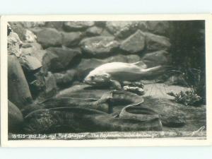 1950's rppc FISH IN ACQUARIUM Seaside - Near Cannon Beach & Astoria OR i7478