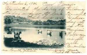 Ireland  Killarney   Cows in Middle Lake