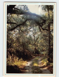 Postcard Peaceful Florida Trail, Florida