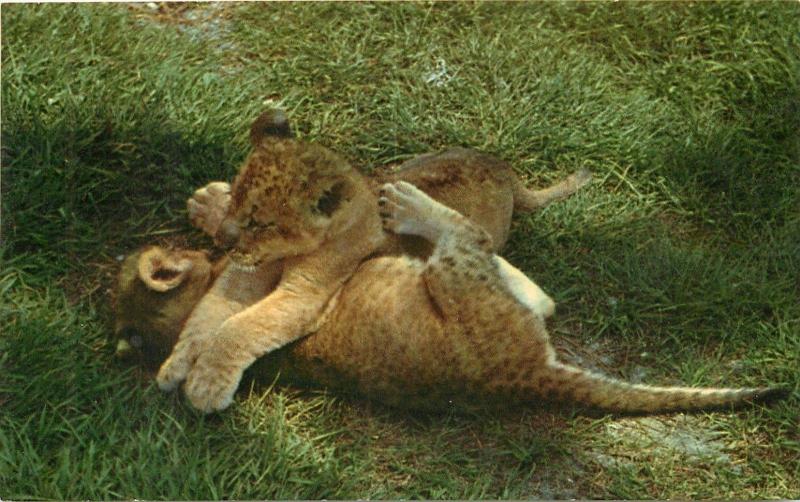 North Carolina Zooligical Park Lion Cubs NC Postcard