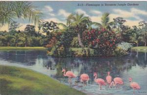 Florida Sarasota Flamingos In Sarasota Jungle Gardens 1950 Curteich