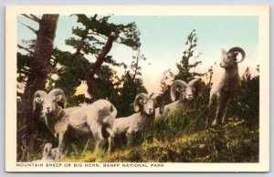 Mountain Sheep Or Big Horn Banff National Park Alberta Canada Animals Postcard