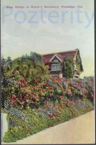 ROSE HEDGE AT BUSCH RESIDENCE PASADENA CALIFORNIA