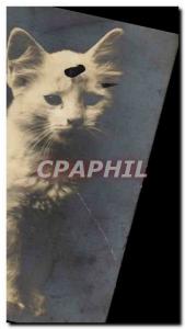 Postcard Old Photo Card Cat (default)