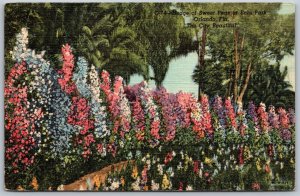 Vtg Orlando Florida FL Hedge of Sweet Peas In Eola Park 1950s View Postcard